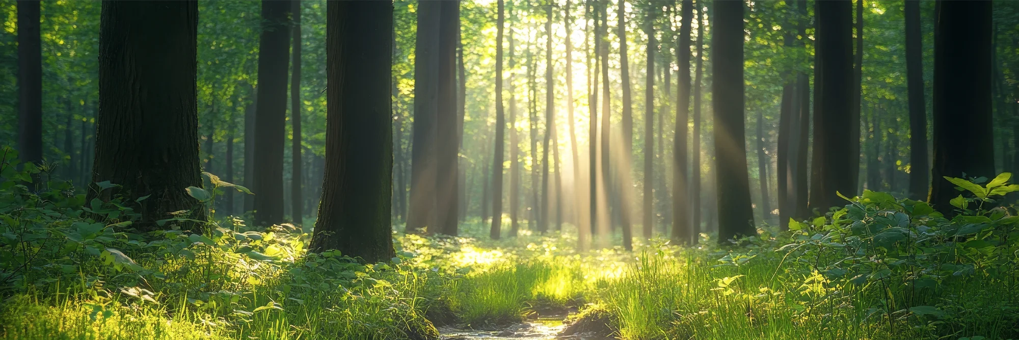 Bild på en skog med solljus mellan träden