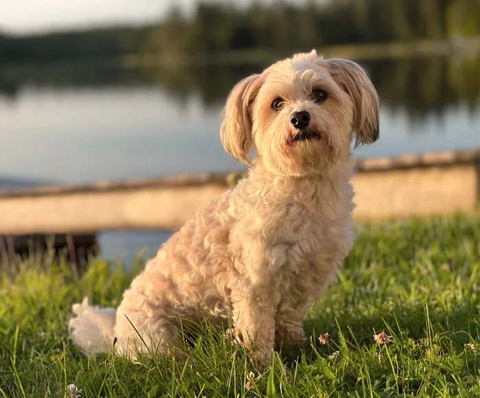 Bild på en hund i gräset